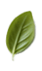 leaf4.png