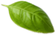leaf5.png